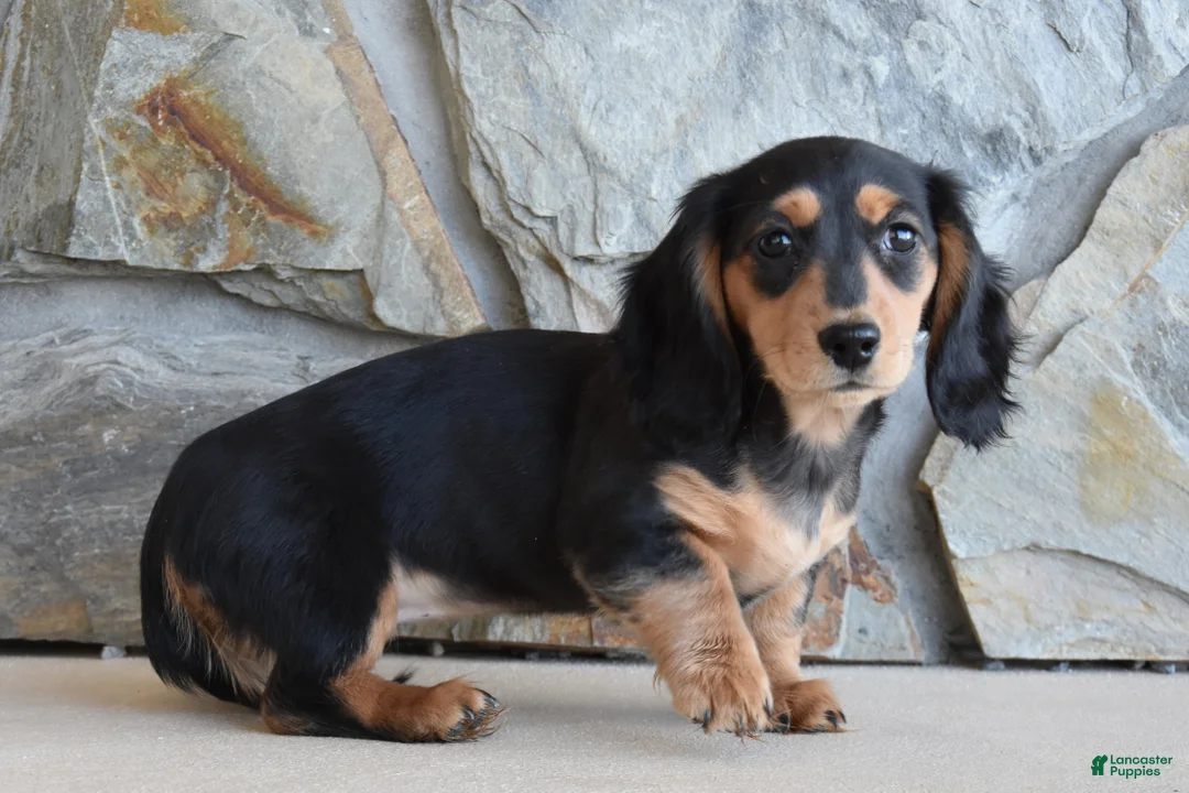 Miniature Dachshund dogs for sale: Addalyn - Ad 1
