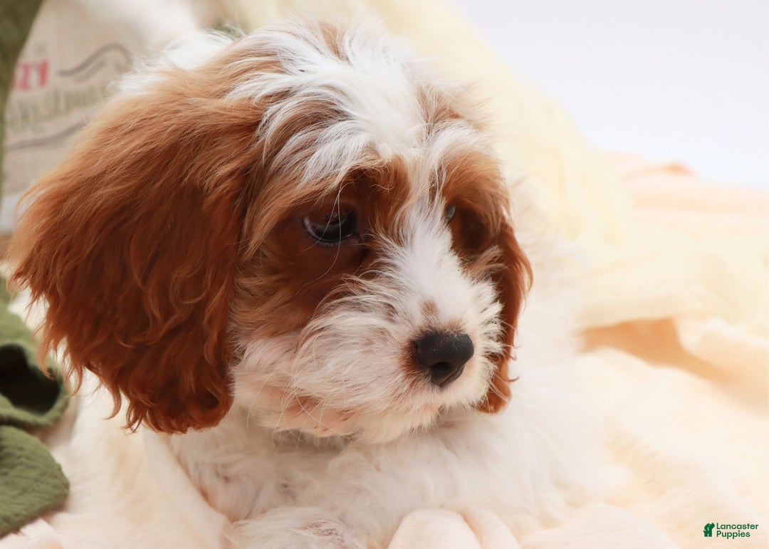 Cavapoo dogs for sale: Jetta - Ad 1