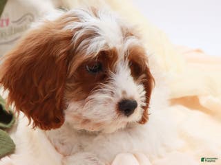 Cavapoo dogs Jetta - Ad 39