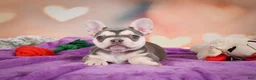 French Bulldog dogs for sale: Sandra - Ad 11