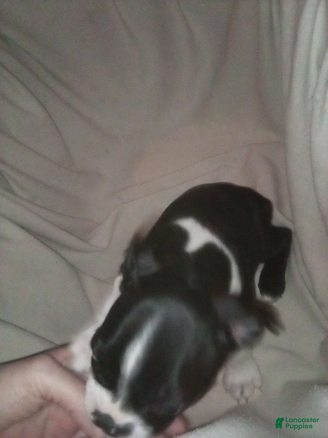 Boston Terrier dogs for sale:  Sister Boston Terrier  - Ad 1