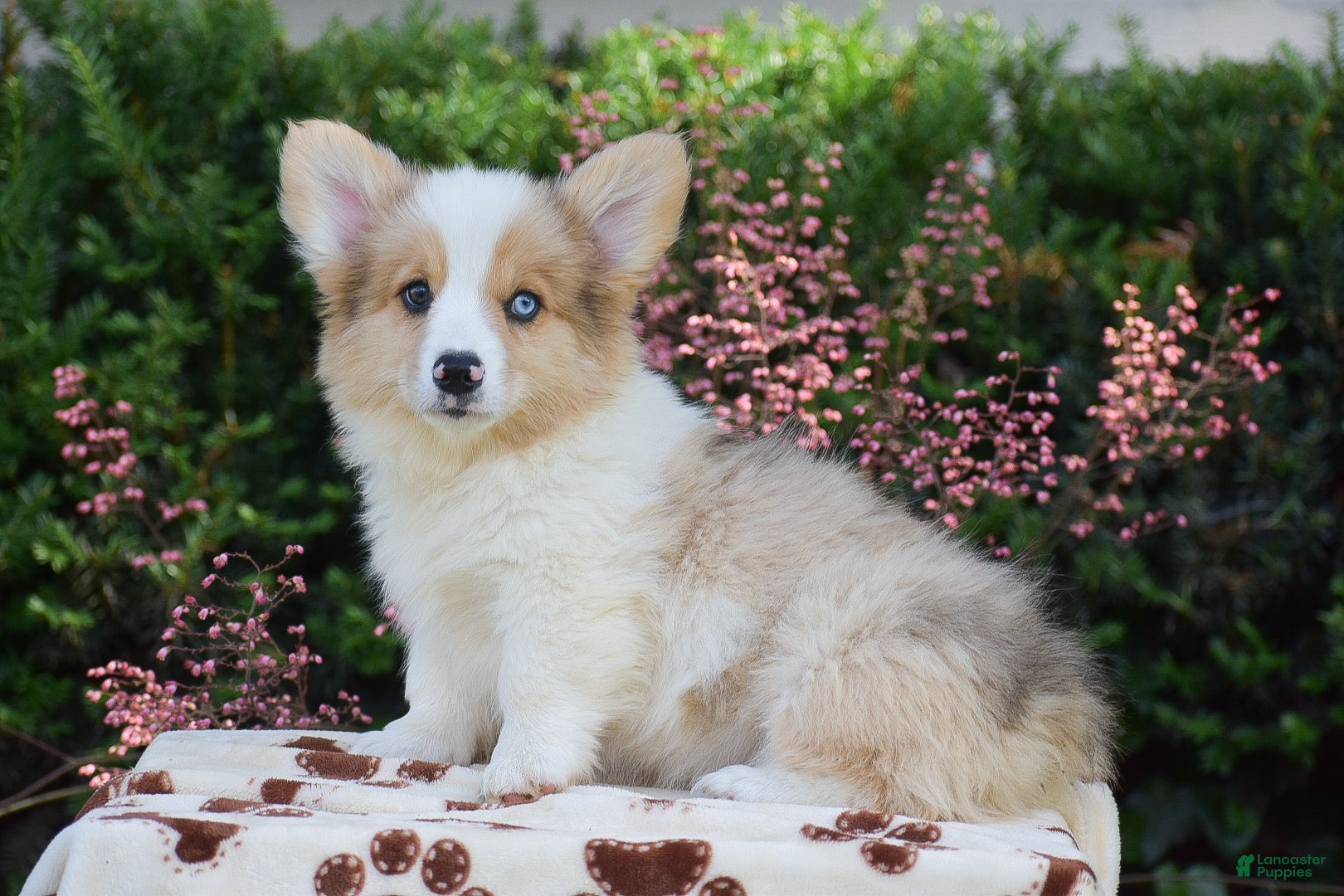 Welsh Corgi Pembroke dogs Falcon - Ad 1