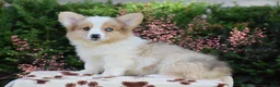 Welsh Corgi Pembroke dogs for sale: Falcon - Ad 1