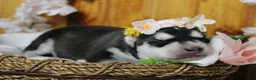 Siberian Husky dogs for sale: Freya  - Ad 6