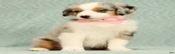 Miniature Australian Shepherd dogs for sale: Missy - Ad 3