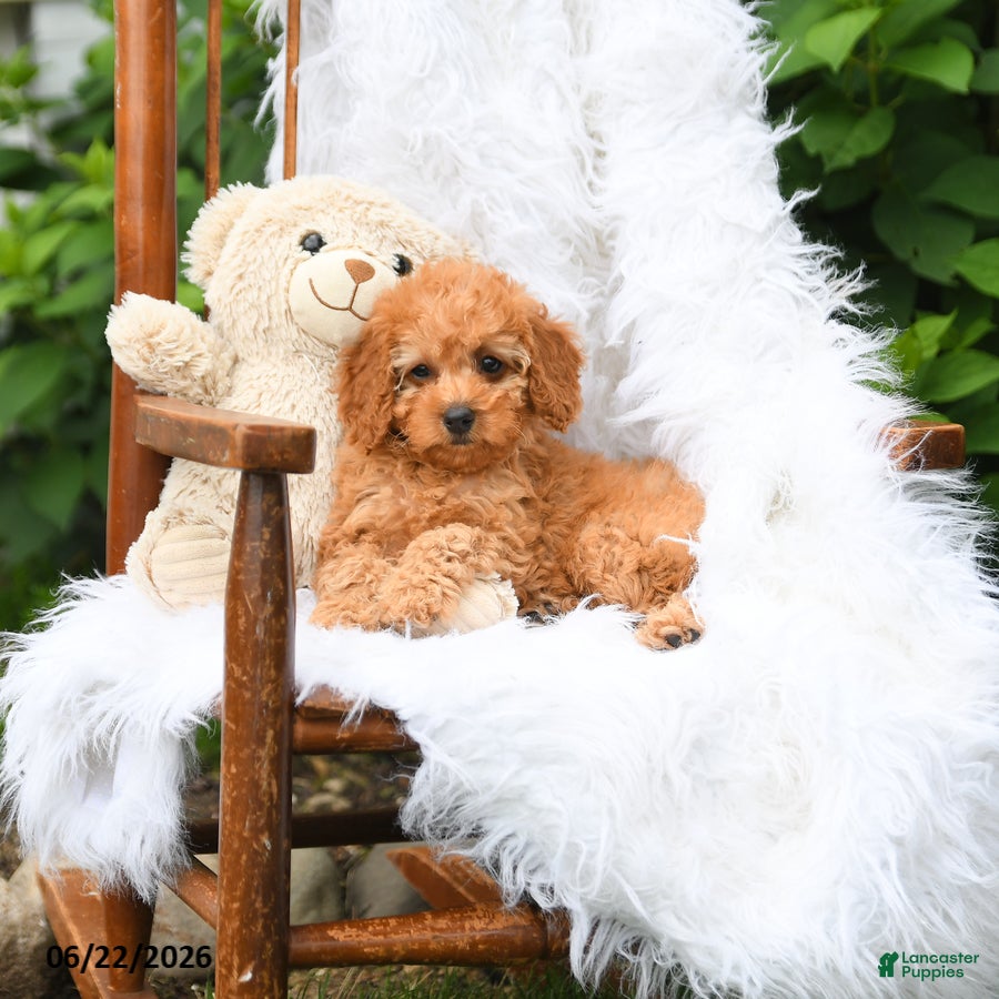Mini Aussiedoodle dogs Macey - Ad 2