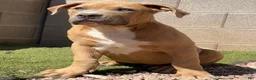 American Bully dogs for sale: KANO - Ad 2