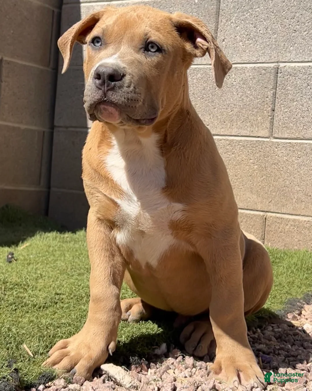 American Bully dogs for sale: KANO - Ad 2