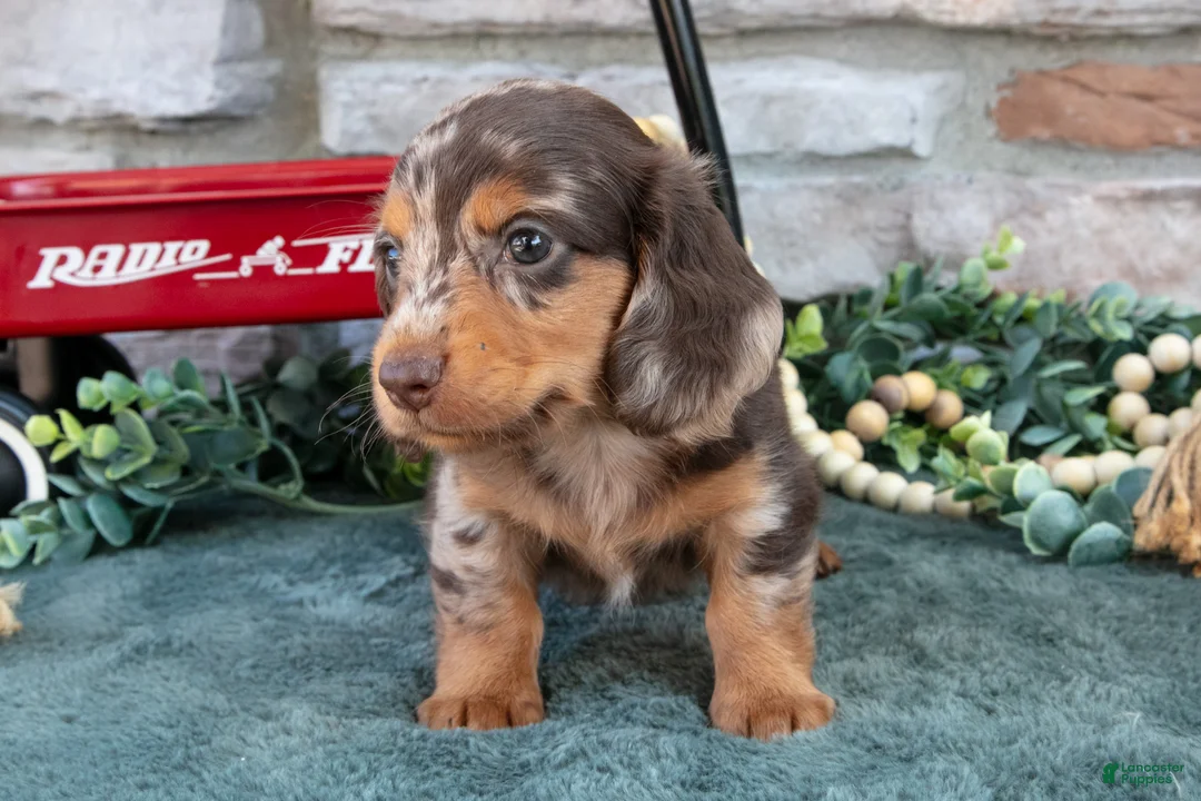 Miniature Dachshund dogs for sale: Ezra - Ad 3