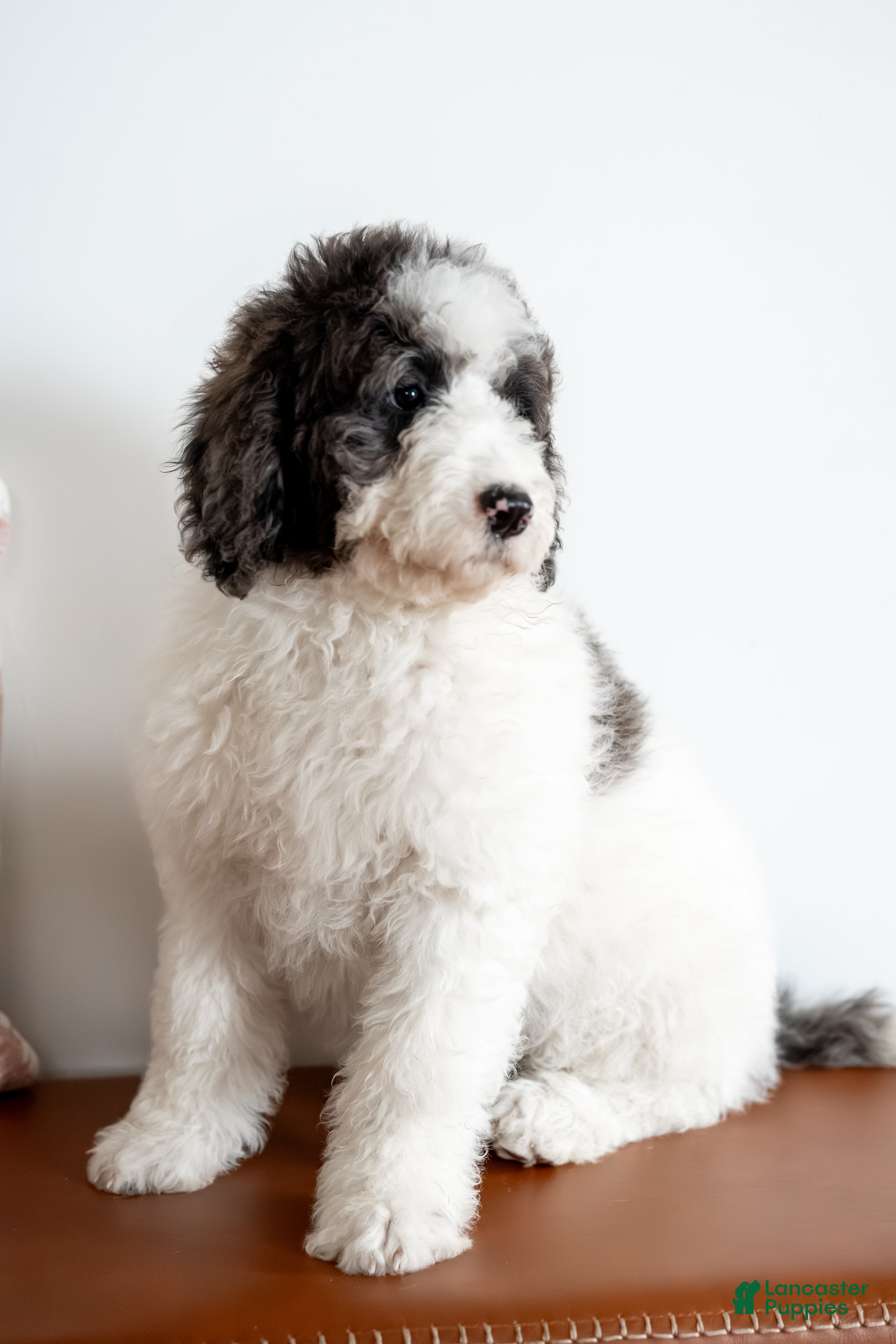 Bernedoodle dogs Daphne - Ad 2