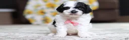 Miniature Poodle dogs for sale: Milo - Ad 3