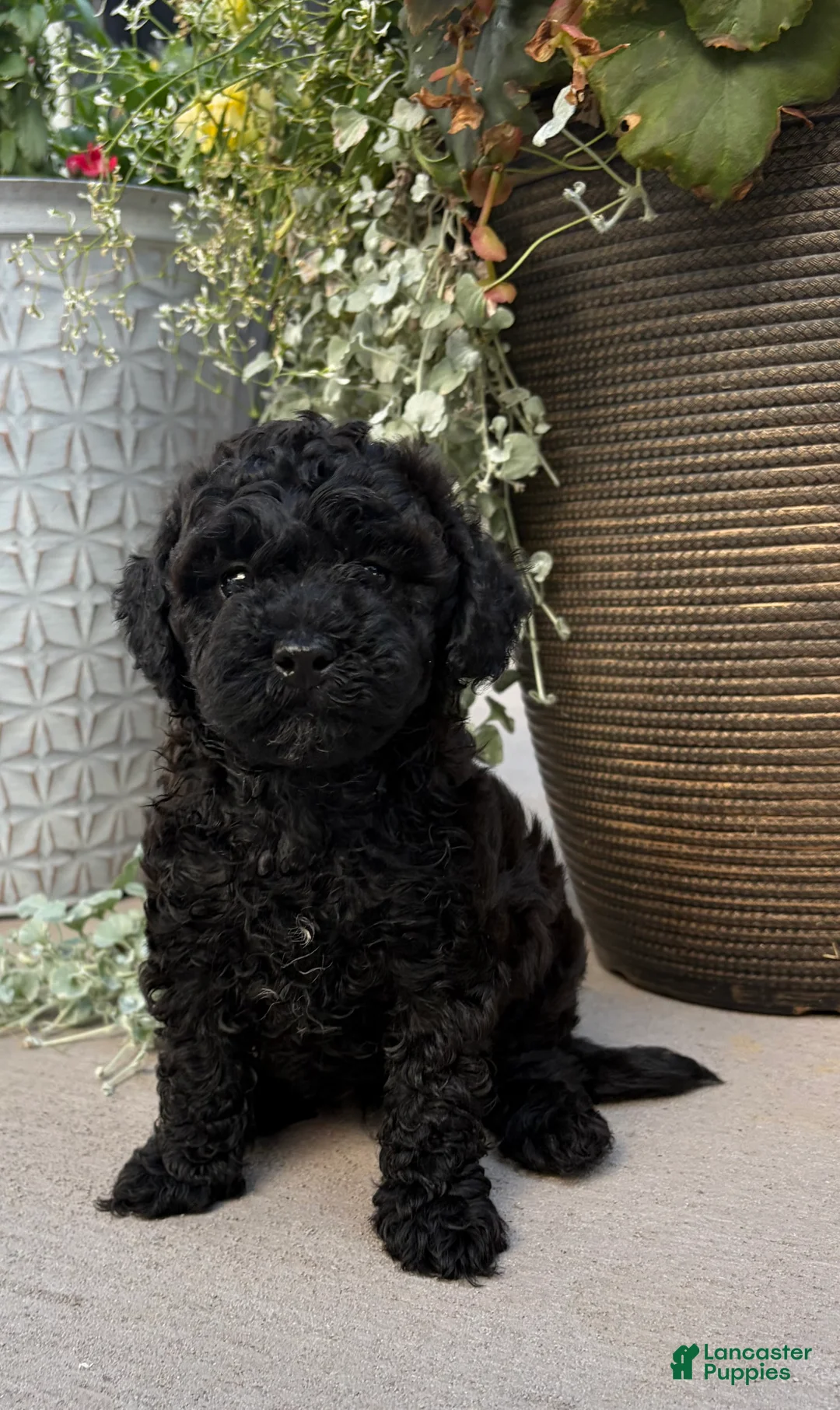 Havapoo dogs for sale: Timmy  - Ad 1