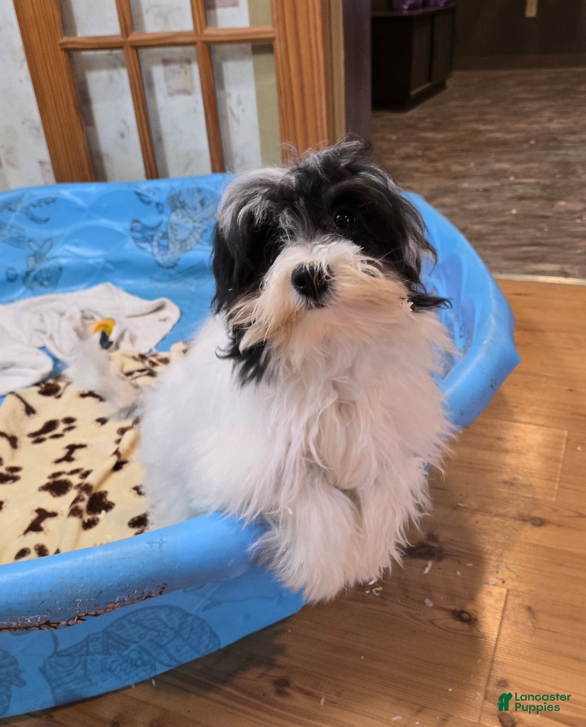 Havanese dogs Herman - Ad 1