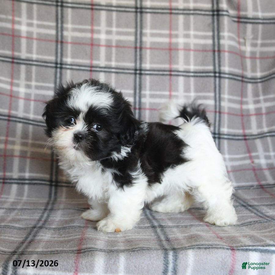 Shih Tzu dogs Sadie - Ad 2