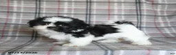Shih Tzu dogs for sale: Sadie - Ad 2