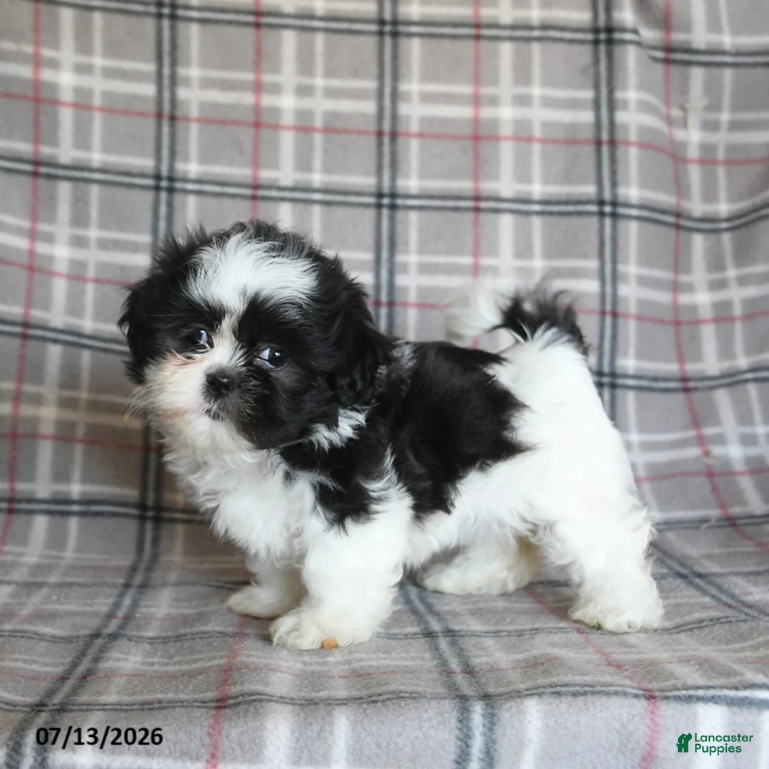 Shih Tzu dogs for sale: Sadie - Ad 2