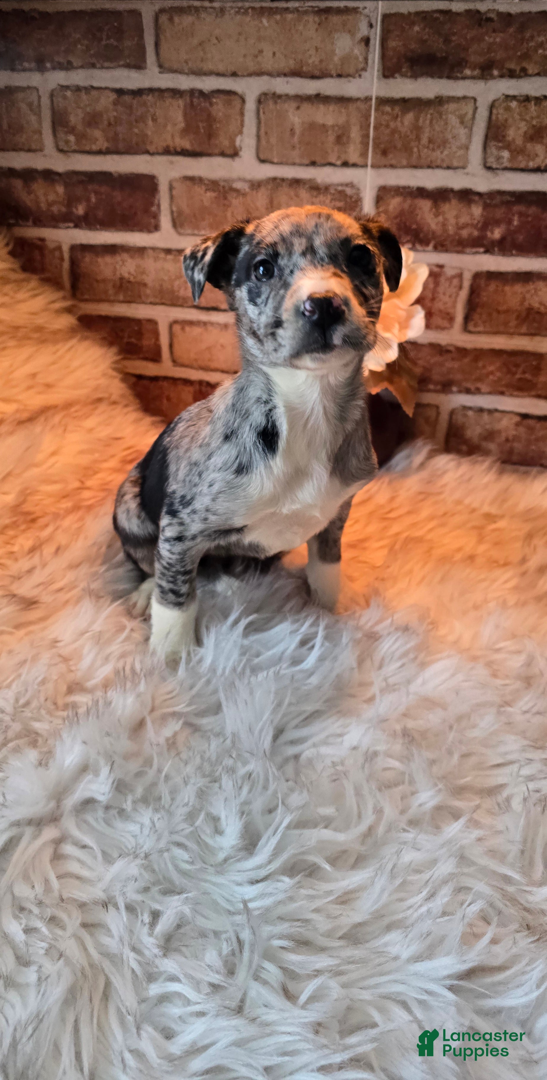 Mixed Breed dogs Willow - Ad 40