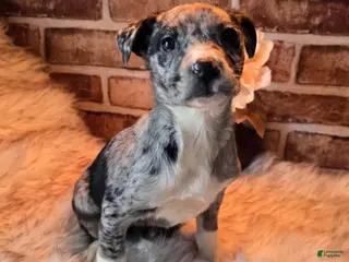 Mixed Breed dogs Willow - Ad 40