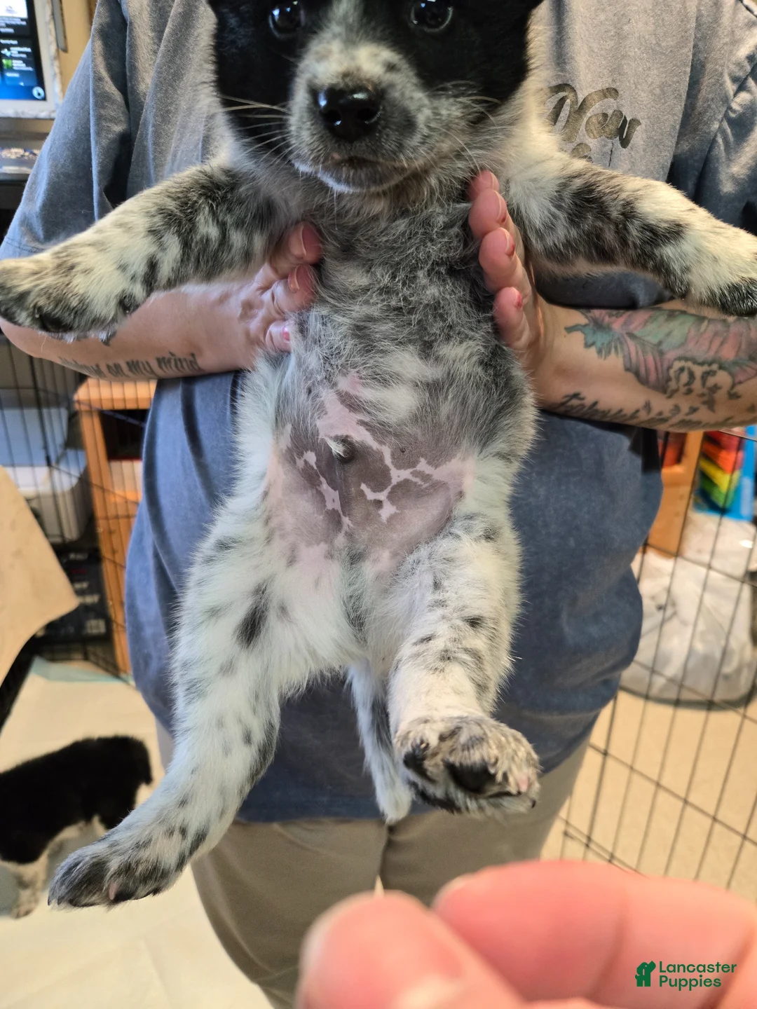 Mixed Breed dogs for sale: Mixed Breed Puppy 1 - Ad 1