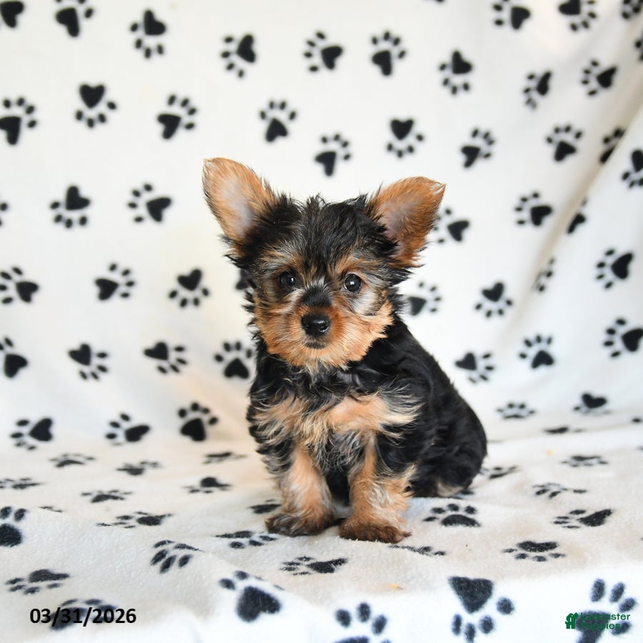 Yorkshire Terrier dogs Iris - Ad 2