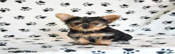 Yorkshire Terrier dogs for sale: Iris - Ad 2