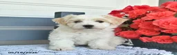 Havanese dogs for sale: Chuck  - Ad 3