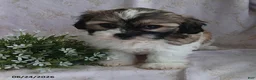 Teddy Bear dogs for sale: Emerald - Ad 8