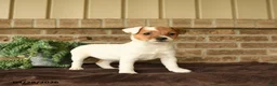 Jack Russell Terrier dogs for sale: Ruby - Ad 3