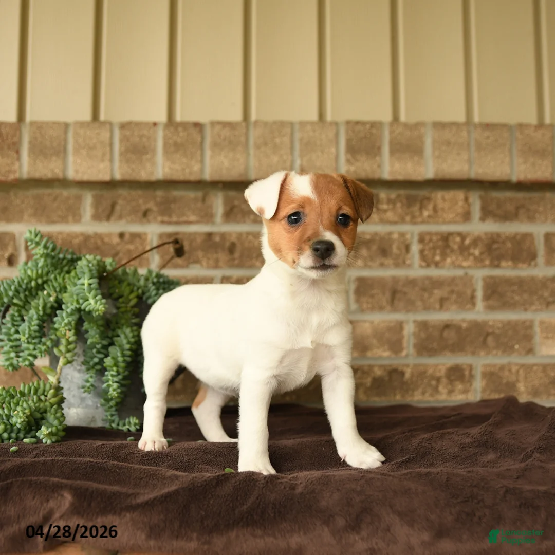Jack Russell Terrier dogs for sale: Ruby - Ad 3