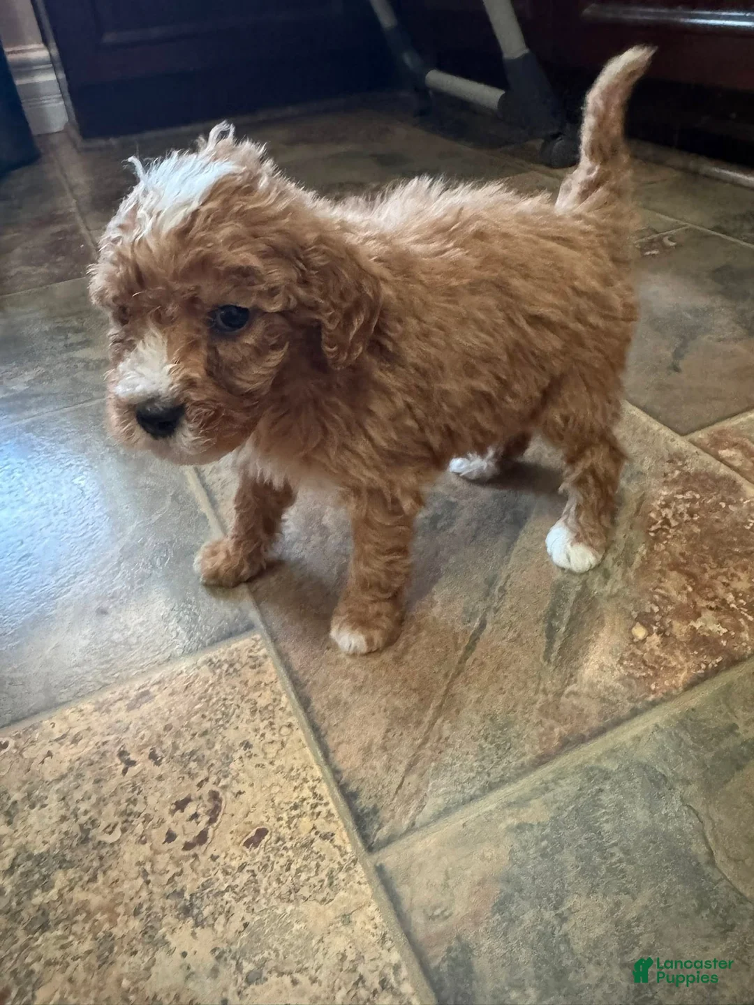 Bernedoodle dogs for sale: mini Bernedoodle Puppy 3 yellow - Ad 3