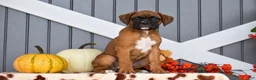 Boxer dogs for sale: Caramel - Ad 3