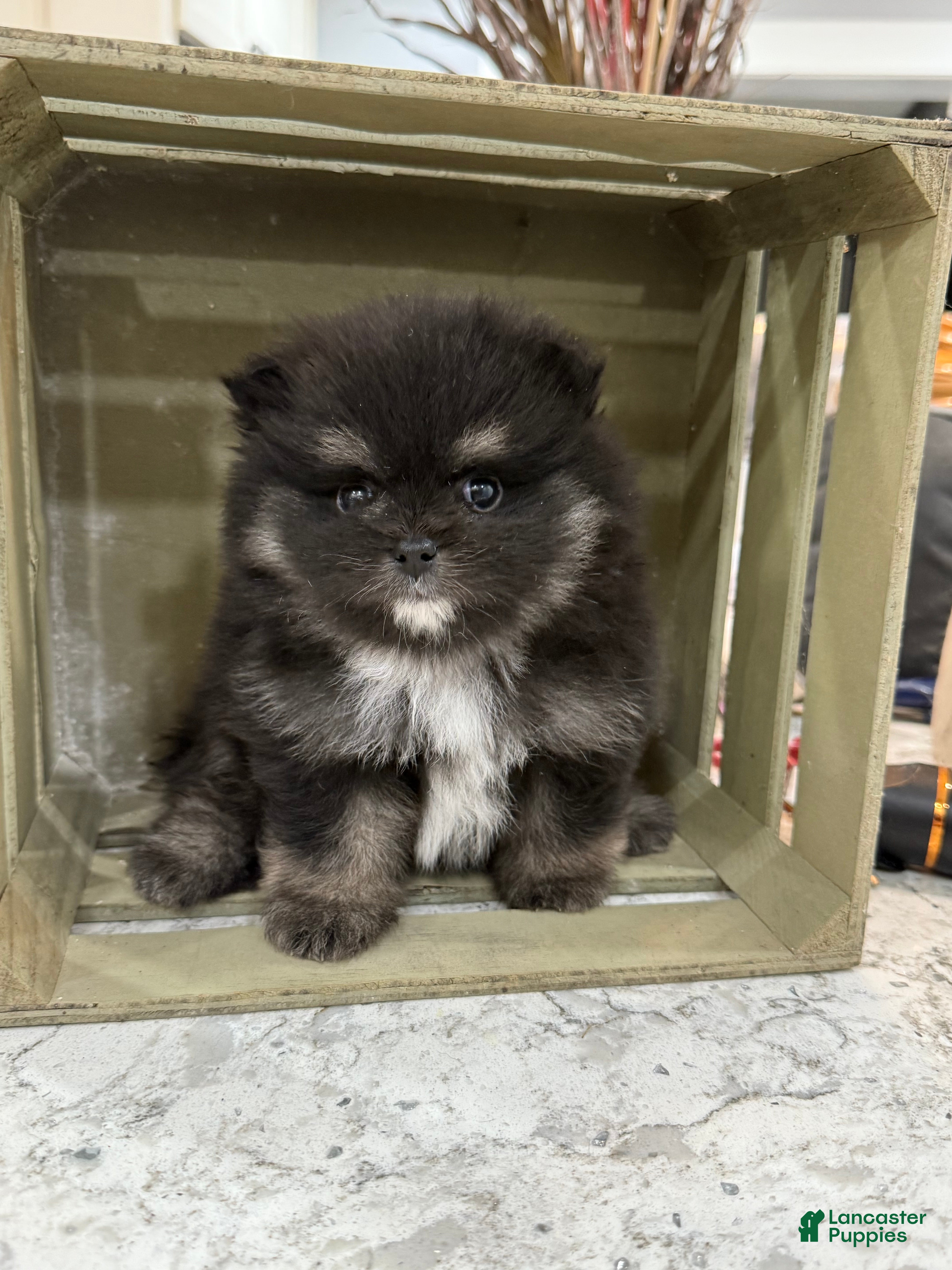 Pomeranian dogs Gus - Ad 15