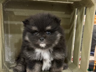 Pomeranian dogs Gus - Ad 34