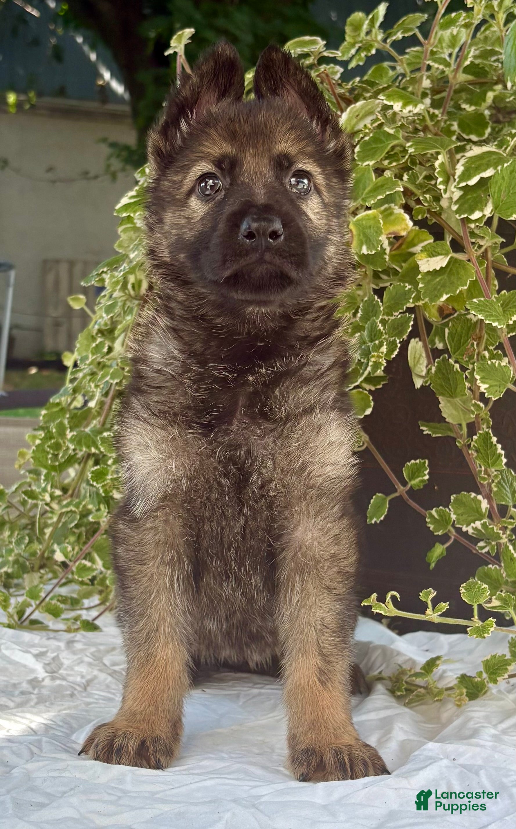 German Shepherd dogs Sniper  - Ad 1