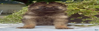 Sniper 
