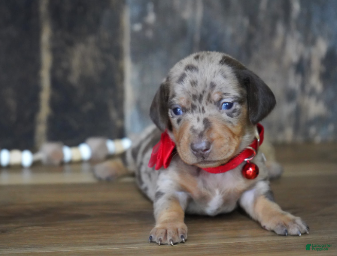 Miniature Dachshund dogs Luke - Ad 1