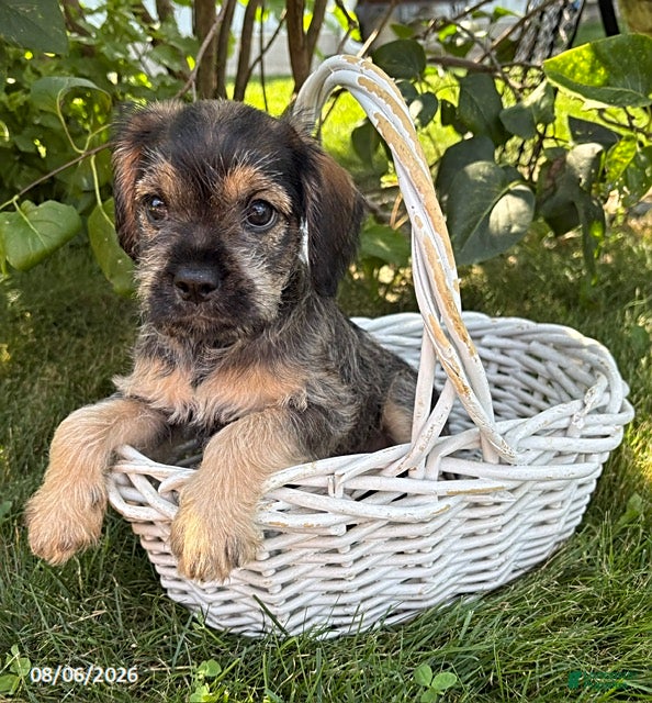 Schnoodle dogs Tia - Ad 2
