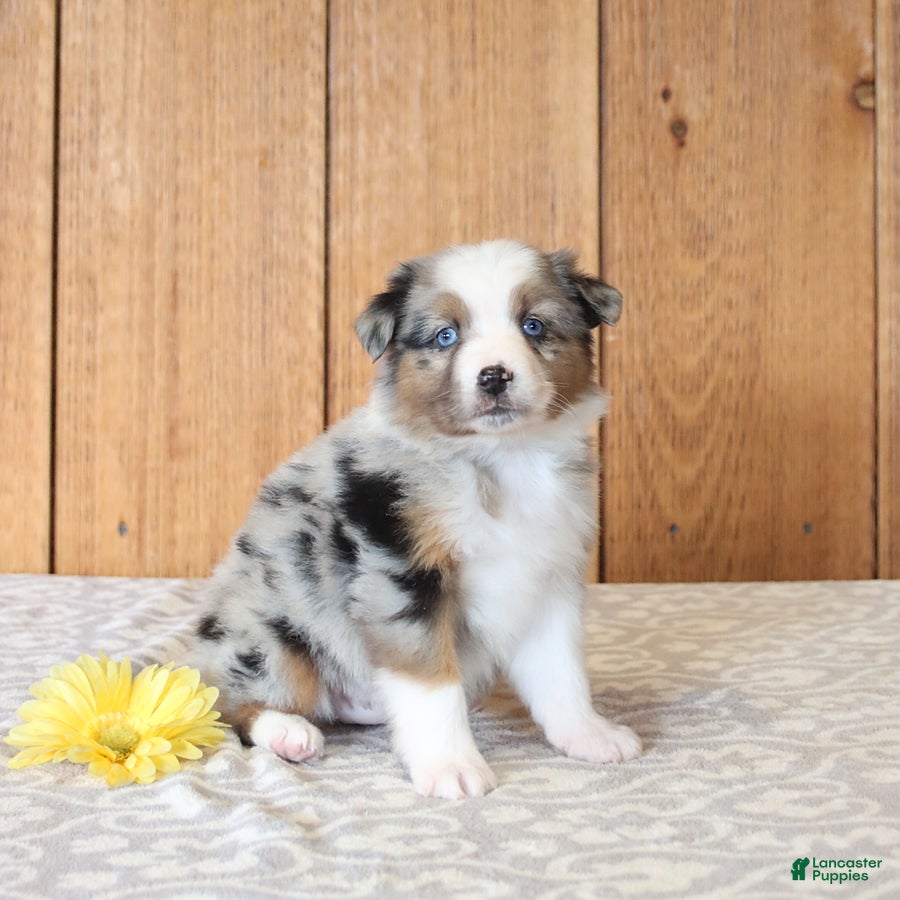 Miniature Australian Shepherd dogs Daphne - Ad 1