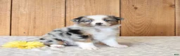 Miniature Australian Shepherd dogs for sale: Daphne - Ad 1