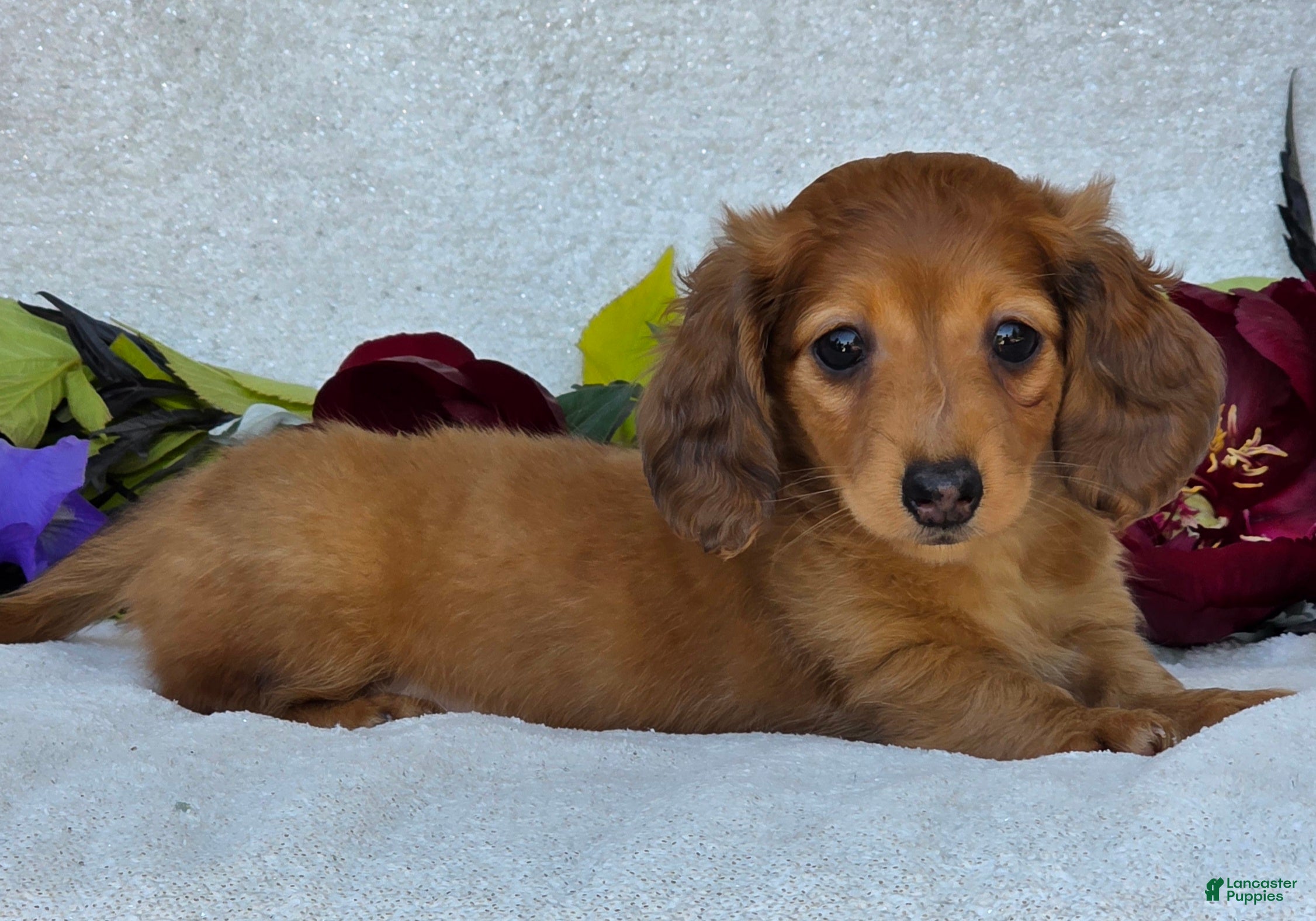 Miniature Dachshund dogs for sale: Lando - Ad 1