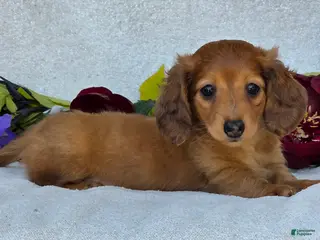 Miniature Dachshund dogs for sale: Lando - Ad 2