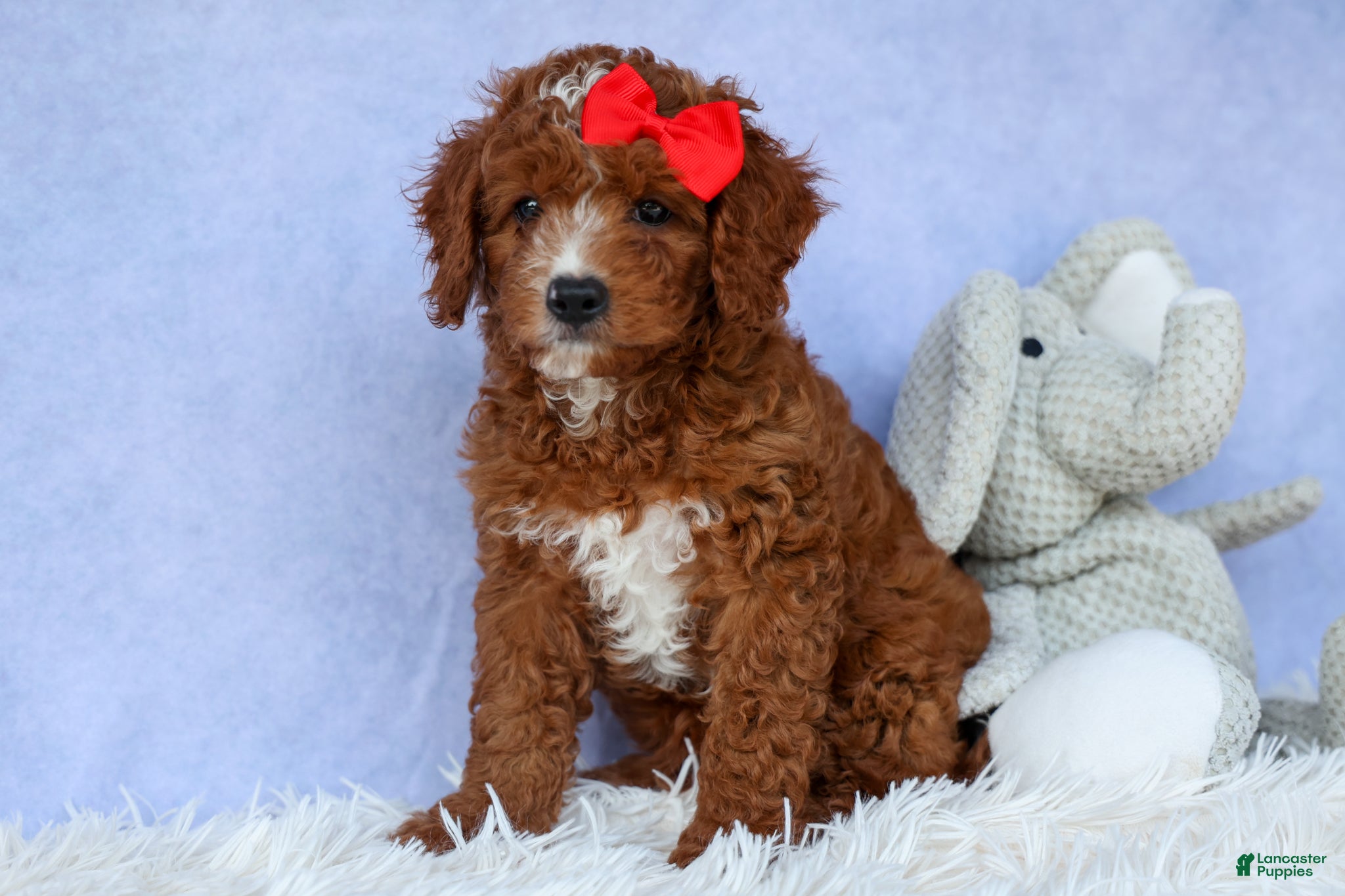 Cavapoo dogs TUCKER - Ad 1