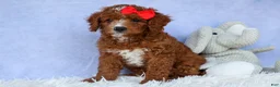 Cavapoo dogs for sale: TUCKER - Ad 1