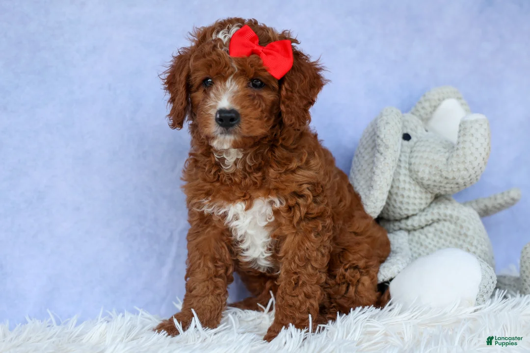 Cavapoo dogs for sale: TUCKER - Ad 1