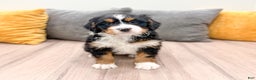 Mini Bernedoodle dogs for sale: Rose - Ad 6