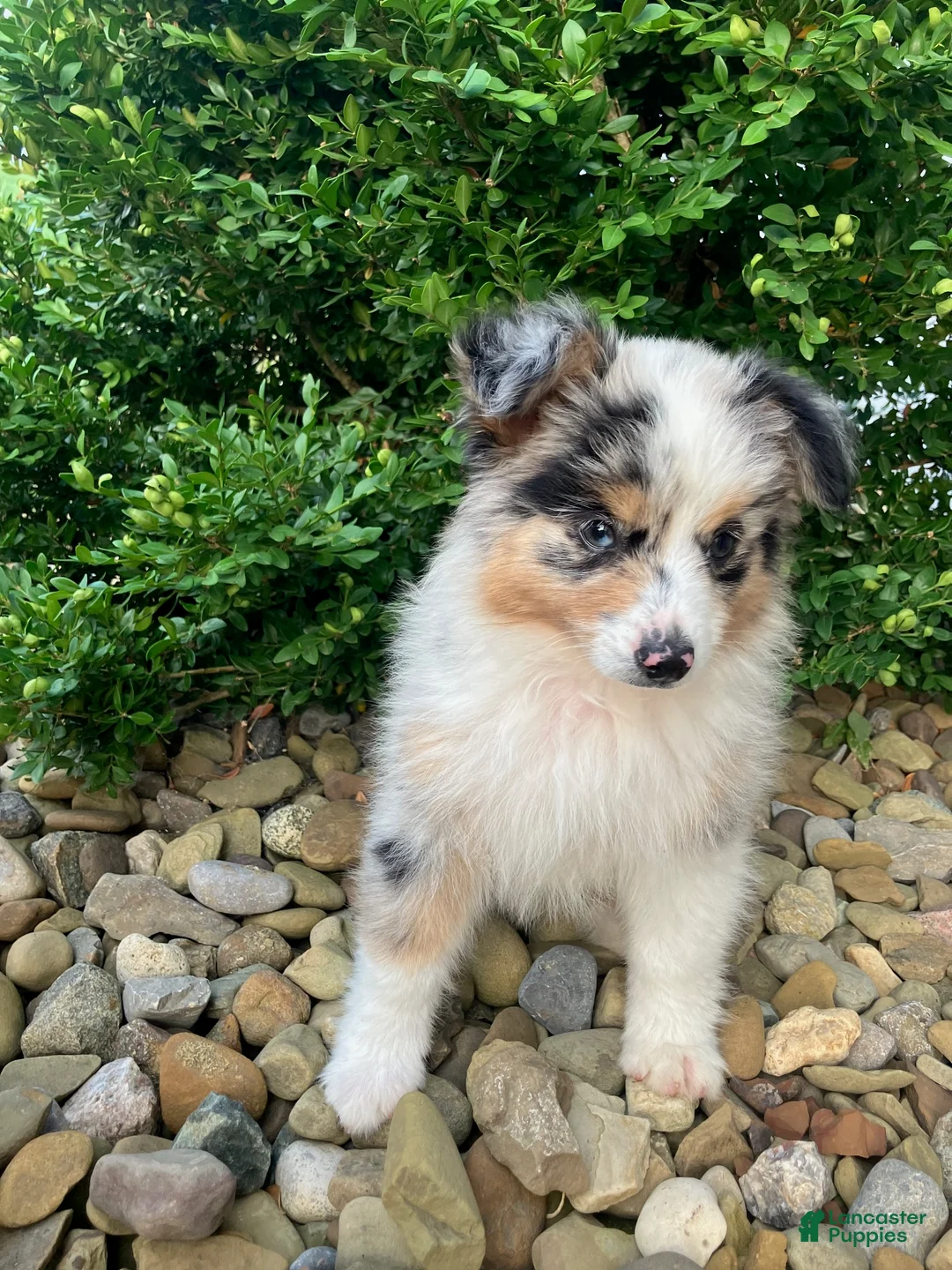 Miniature Australian Shepherd dogs for sale: Teddy - Ad 7