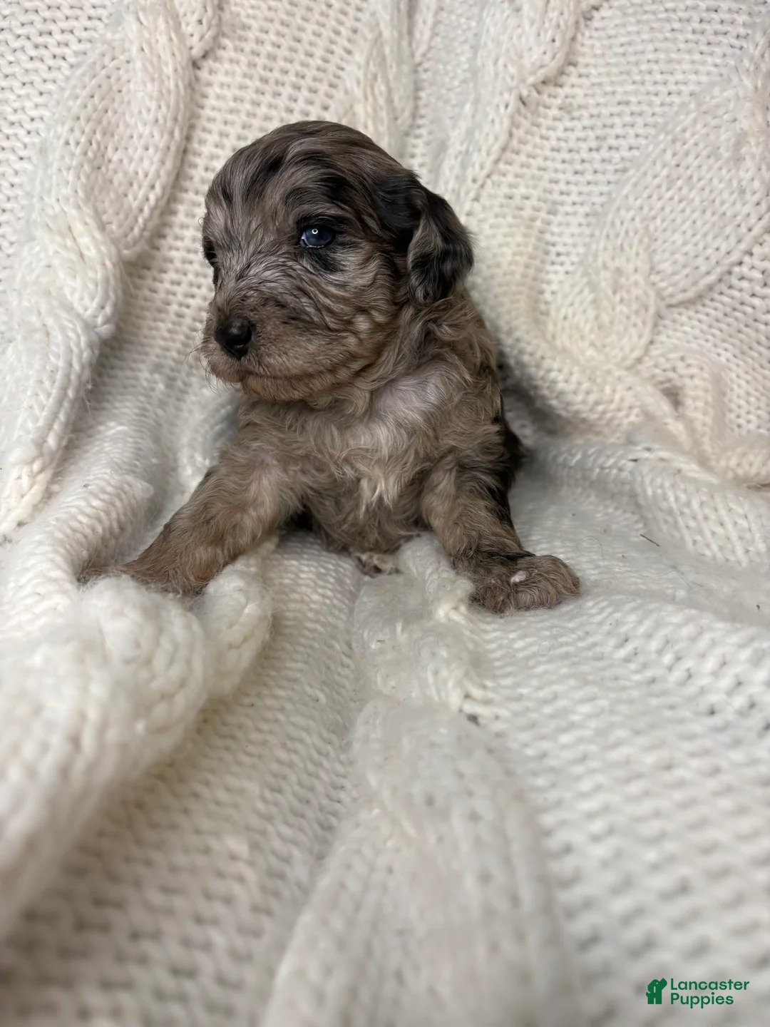 Mini Aussiedoodle dogs for sale: Mini Aussiedoodle Puppy 3 - Ad 1