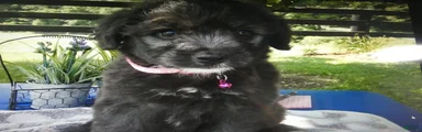Mini Aussiedoodle 1 Betsy