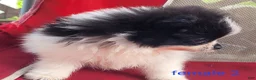 Pomeranian dogs for sale: Betsy - Ad 14