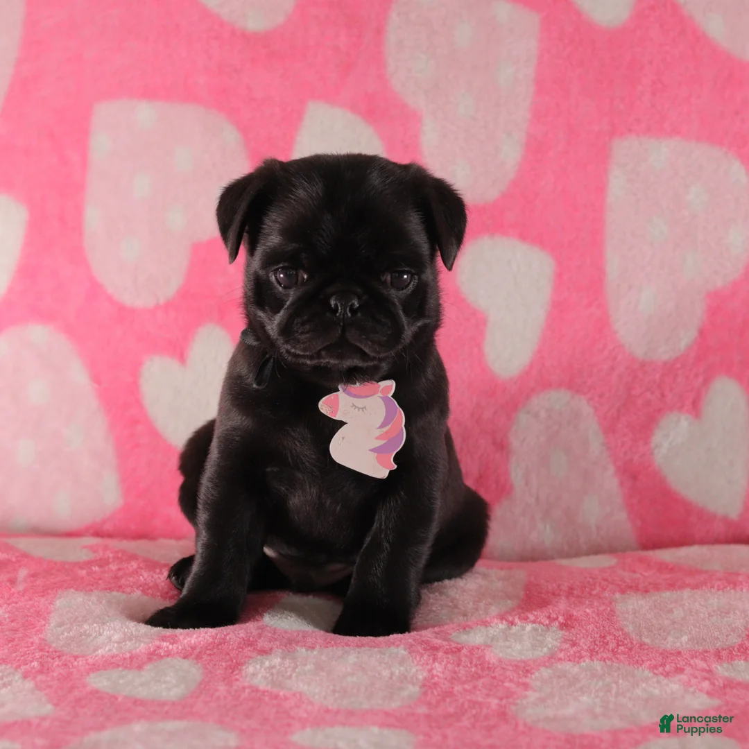 Pug dogs for sale: Bramble - Ad 1